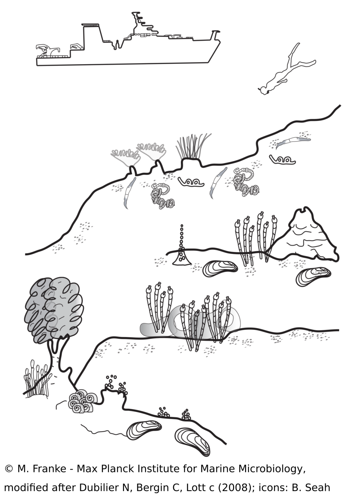 Image: M. Franke, modified after Dubilier N, Bergin C, Lott C (2008), Icons: B. Seah Image: M. Franke, modified after Dubilier N, Bergin C, Lott C (2008), Icons: B. Seah