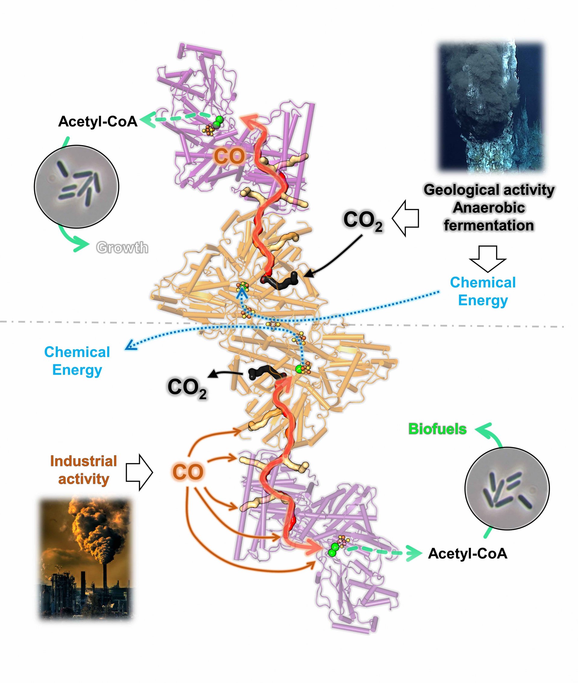 bidirectionality of the CODH/ACS complex from C. autoethanogenum  (© Max Planck Institute for Marine Microbiology, T. Wagner and O. Lemaire)