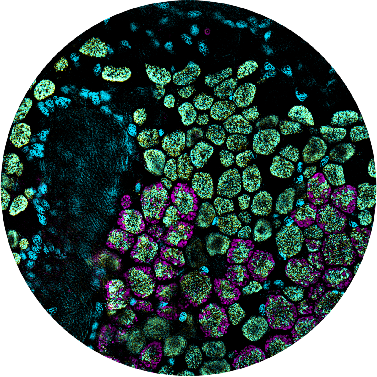 Fluorescence in situ hybridisation of a gill filament from a <i>Bathymodiolus</i> mussel