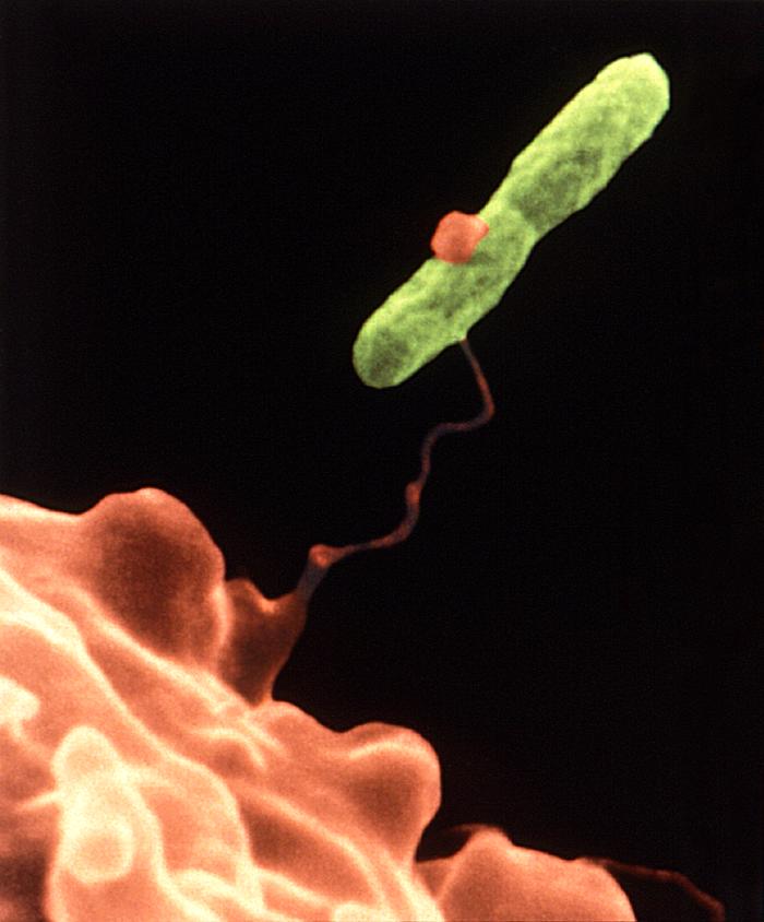 Hartmannella vermiformis as it entraps a Legionella pneumophila bacterium