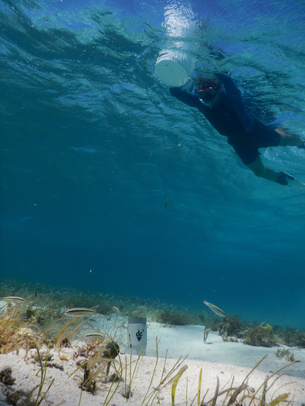 Collecting samples in the sea