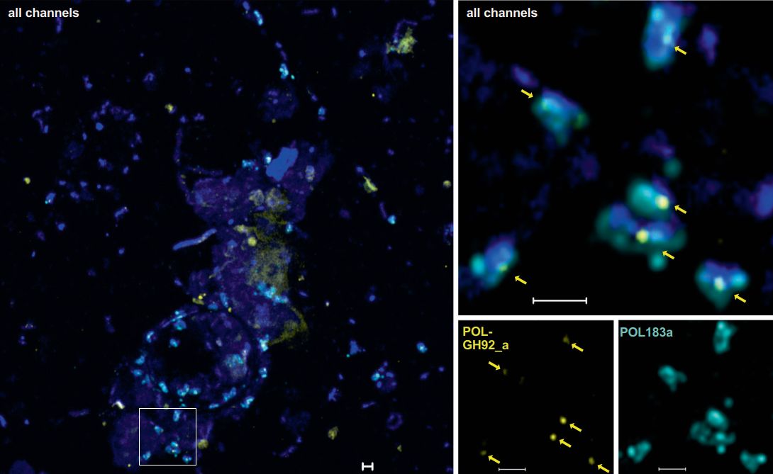 GH92 gene detection in planktonic bacteria GH92 gene detection in planktonic bacteria