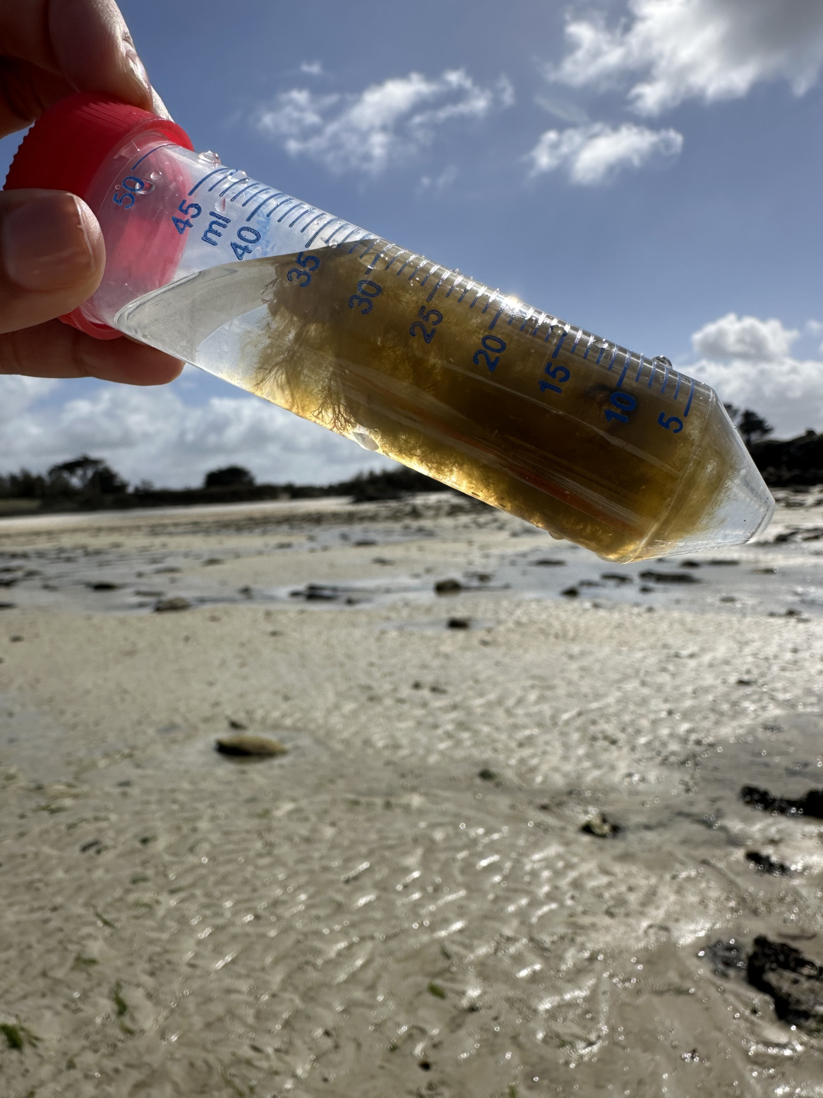 ERODERS will use the brown algae Ectocarpus to examine interactions with specialized organic matter-degrading bacteria. (© Nicole von Possel/Max Planck Institute for Marine Microbiology) ERODERS will use the brown algae Ectocarpus to examine interactions with specialized organic matter-degrading bacteria. (© Nicole von Possel/Max Planck Institute for Marine Microbiology)