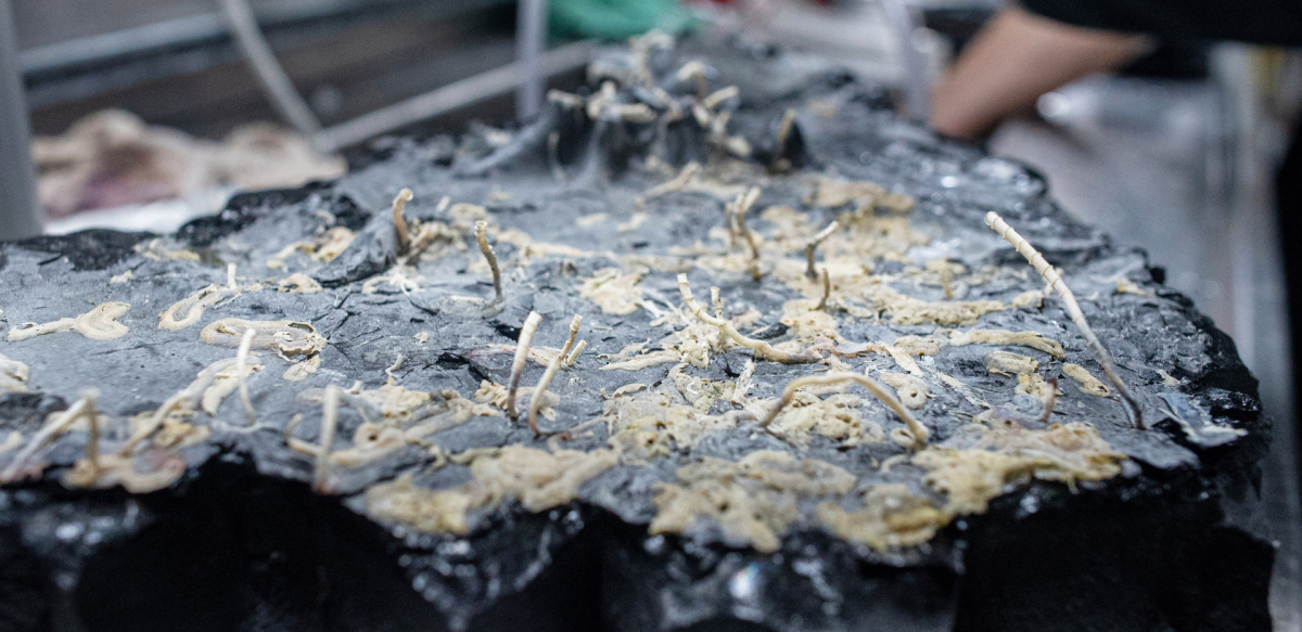 Ein umgedrehtes Stück Gesteinskruste zeigt Oasisia- und Riftia-Röhrenwürmer sowie andere Organismen. (CC BY-NC-SA Mónika Naranjo-Shepherd, Schmidt Ocean Institute)