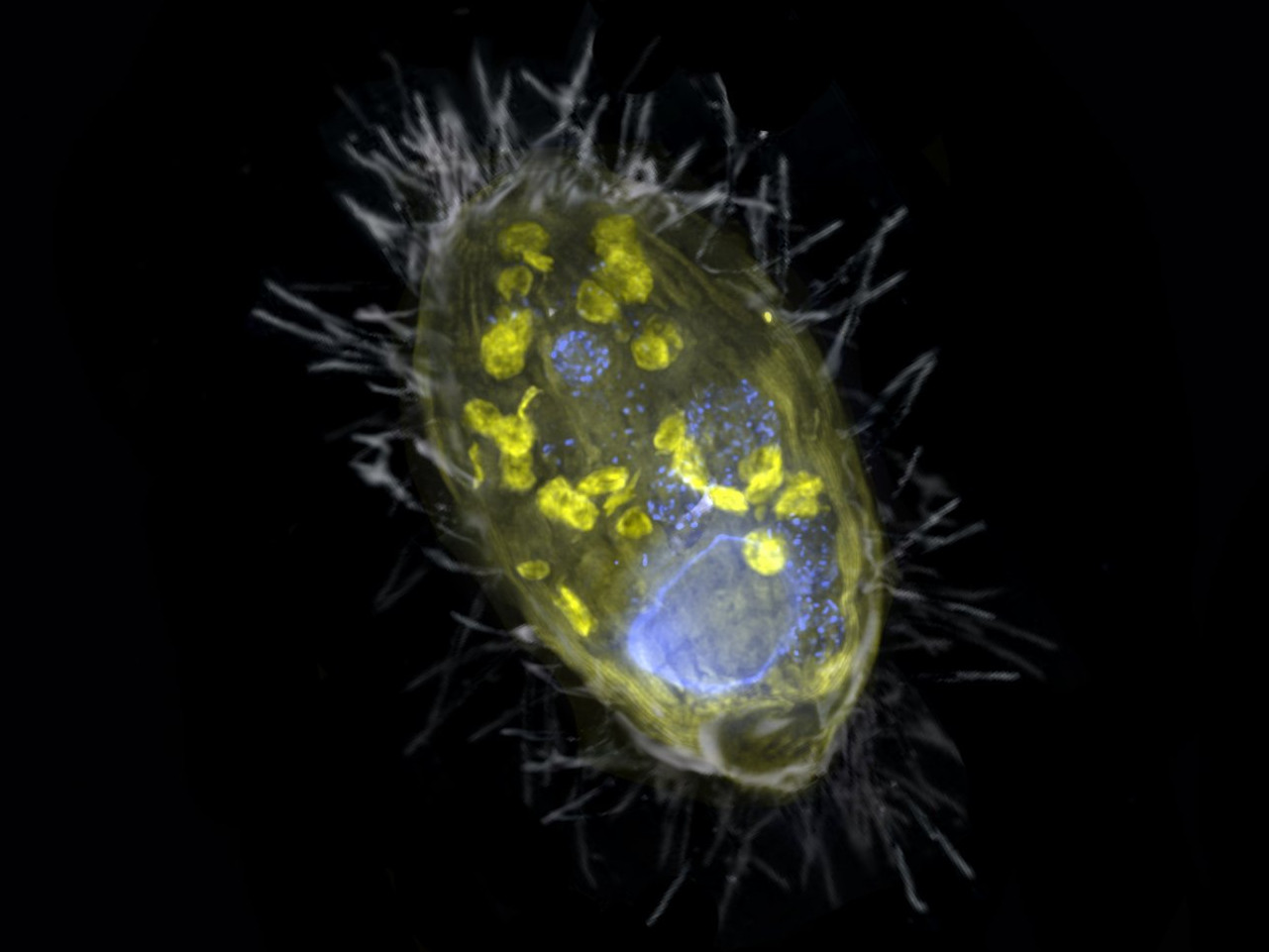 Darstellung des Endosymbionten Darstellung des Endosymbionten