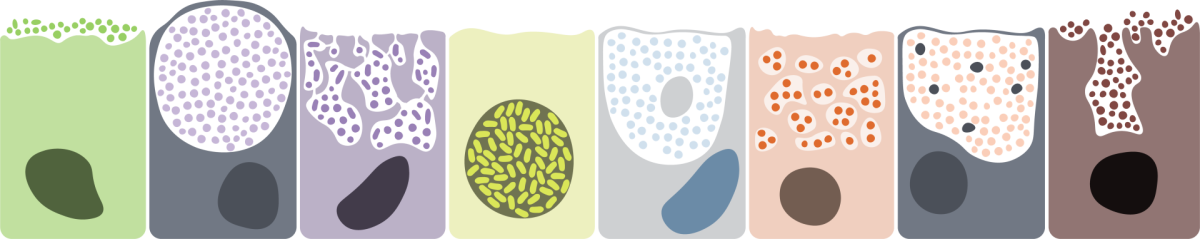 Illustration_of_symbiont_localisations