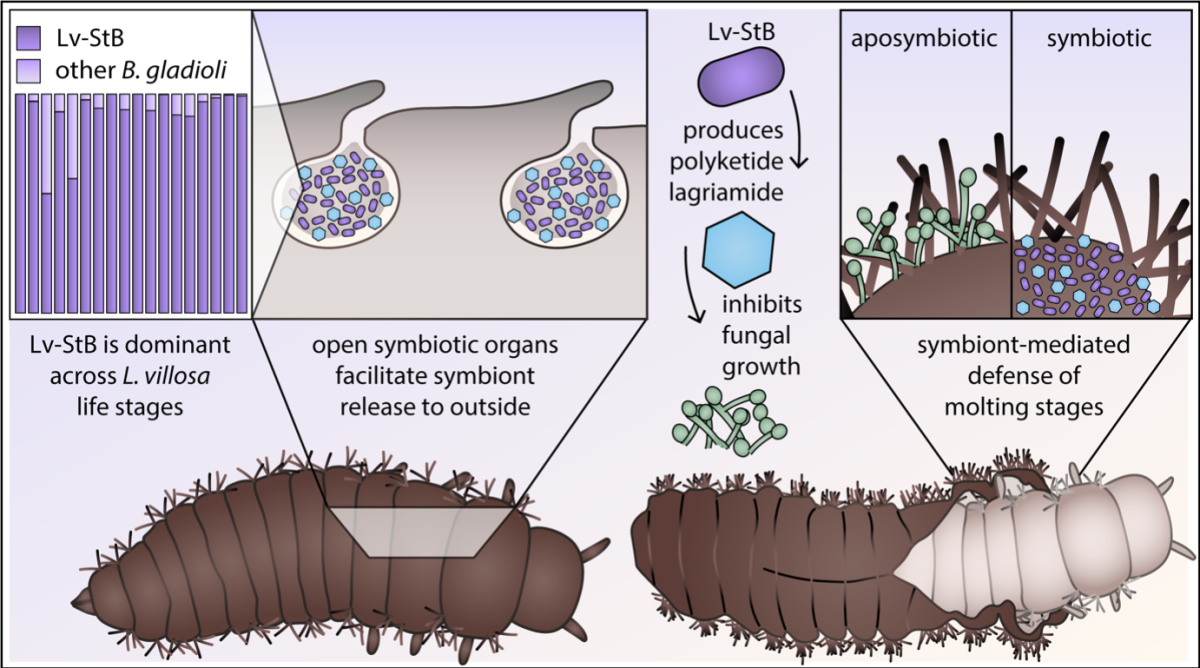 Graphical_abstract_ChemProt