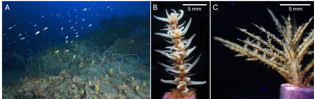 Black corals
