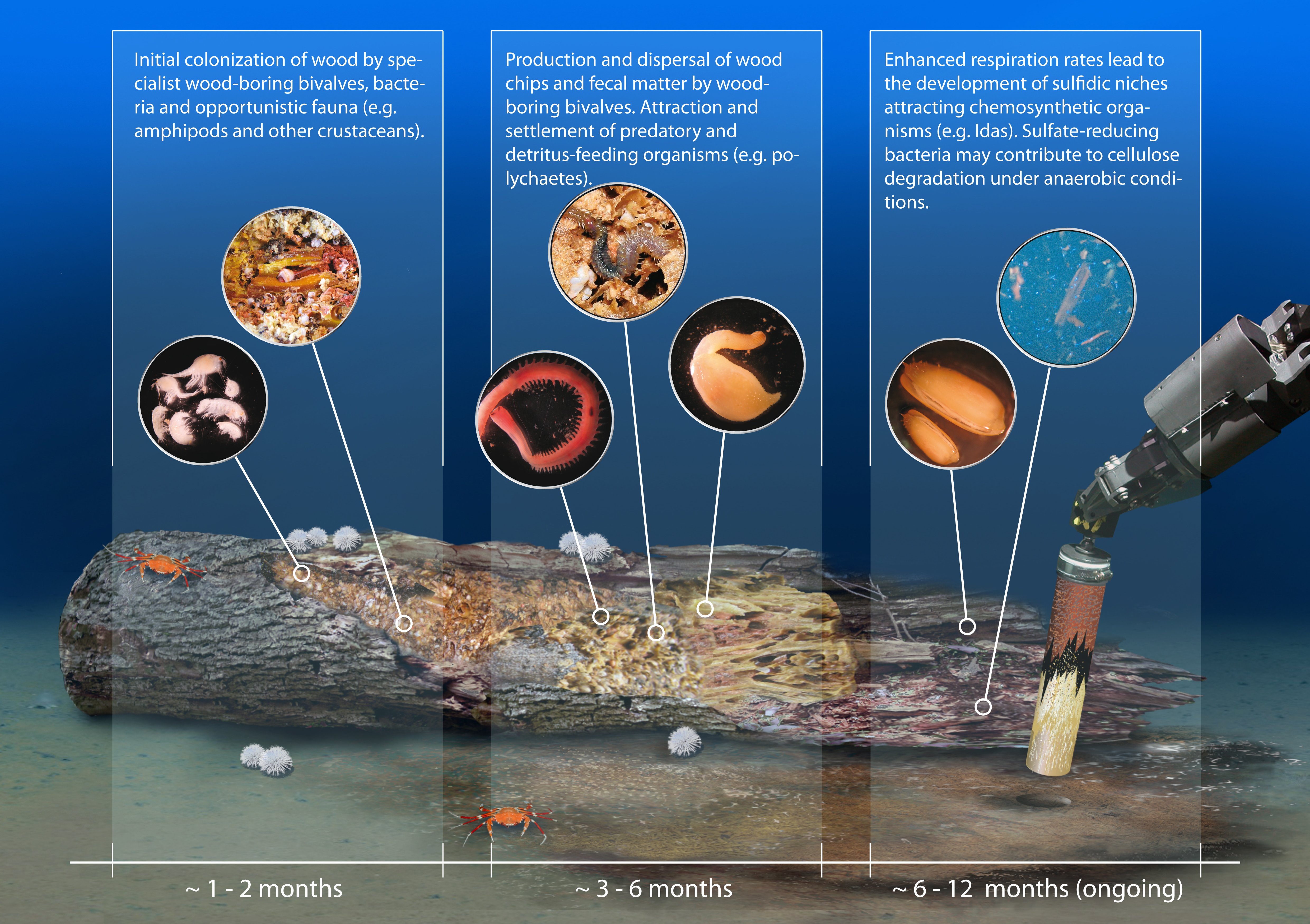 What is the source of energy for chemosynthesis?