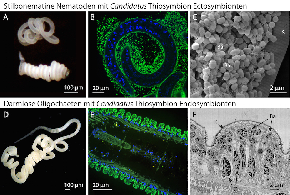 Oligo-stilbo-thiosymbion Oligo-stilbo-thiosymbion