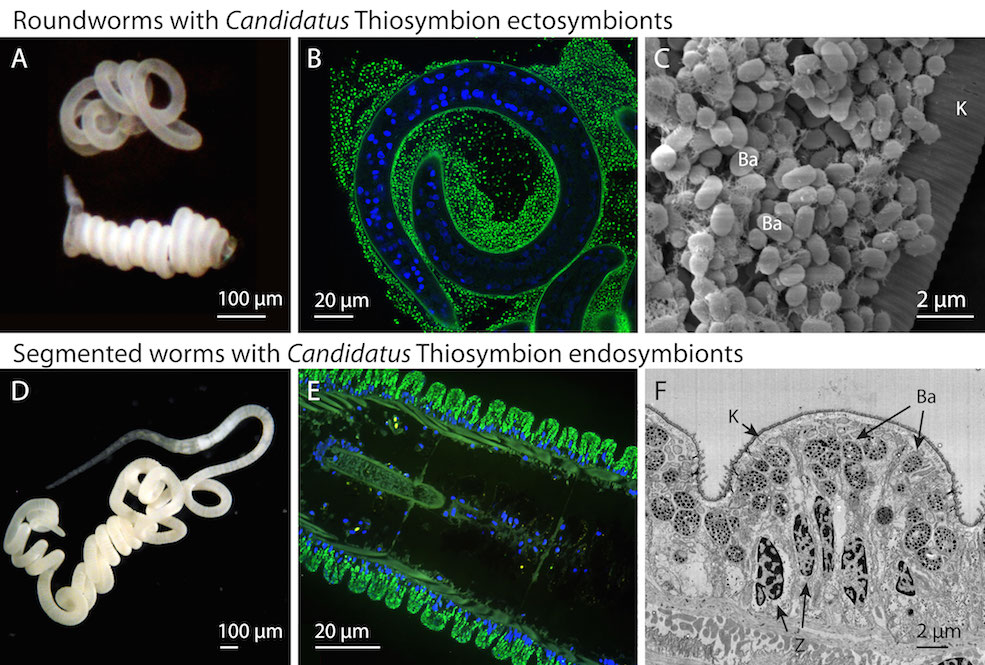 Oligo-stilbo-thiosymbion Oligo-stilbo-thiosymbion