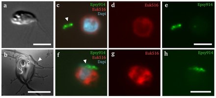 Source: Max Planck Institute for Marine Microbiology