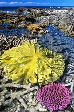 BR © Great Barrier Reef Marine Park Authority