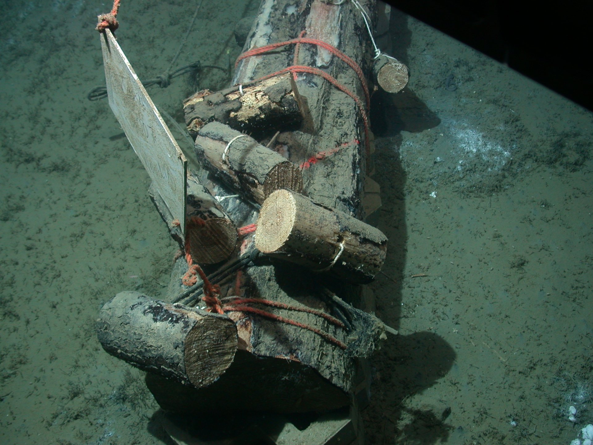 Freshly deployed log in the Norwegian Sea