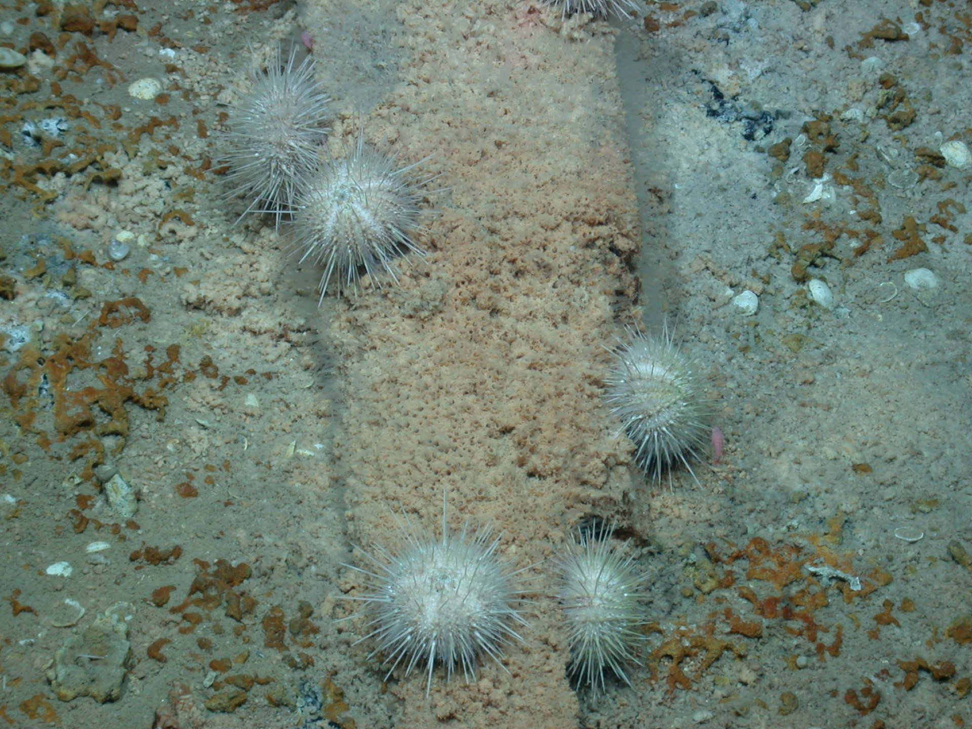 Natural wood fall with sea urchins and wood boring bivalves in the Eastern Mediterranean.