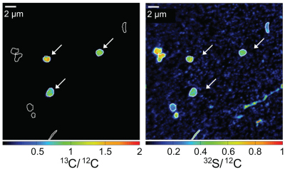 Methane uptake by aerobic methanotrophic gamma-proteobacteria from Lake Cadagno (from Milucka et al., 2015). Methane uptake by aerobic methanotrophic gamma-proteobacteria from Lake Cadagno (from Milucka et al., 2015).