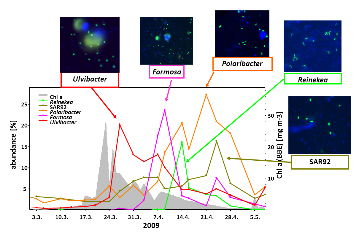 Succession of distintc bacterioplankton genera after spring diatom bloom in 2009