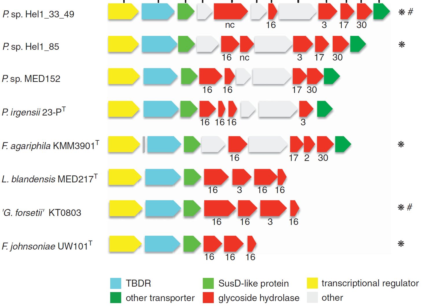 Laminarin-induced locus of Polaribacter sp. and other Flavobacteria Laminarin-induced locus of Polaribacter sp. and other Flavobacteria