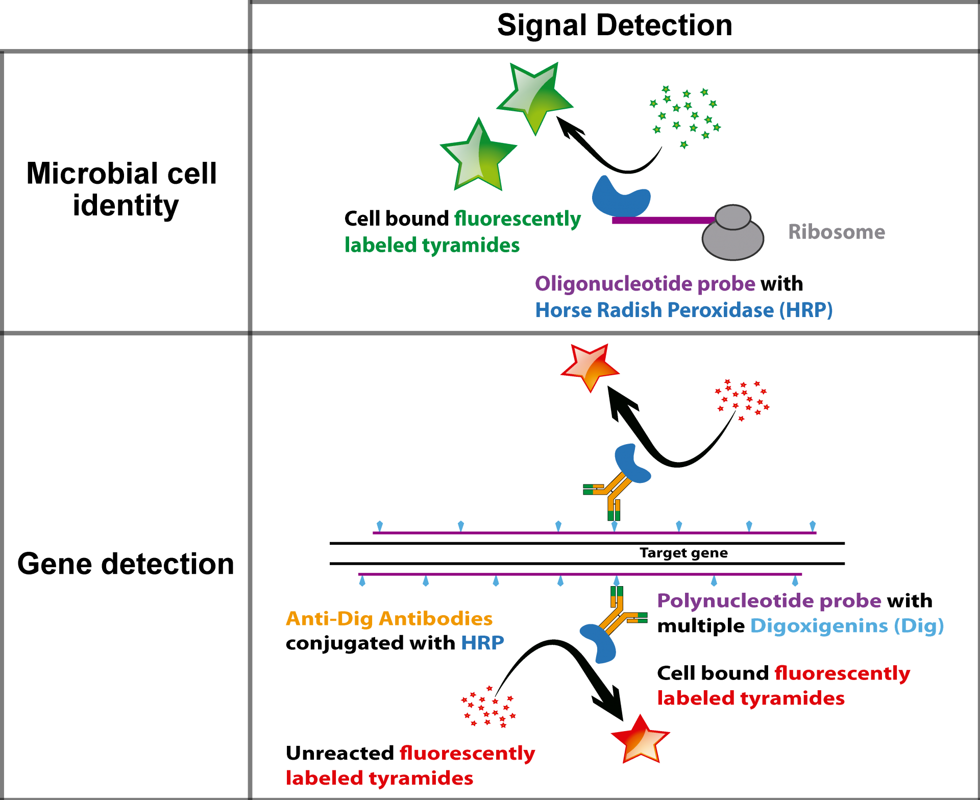 GeneFISH: gene + rRNA detection GeneFISH: gene + rRNA detection