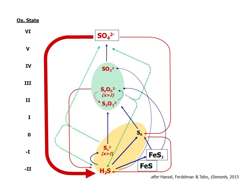 The biogeochemical sulfur cycle