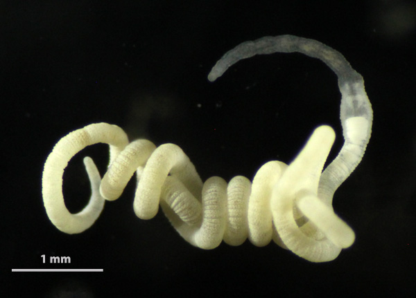 White Olavius algarvensis worm.