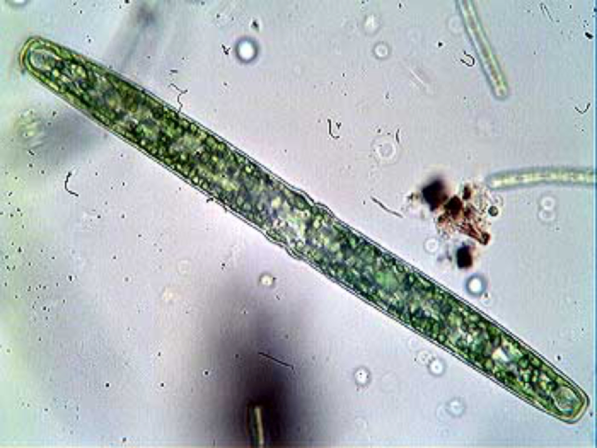 Green algae