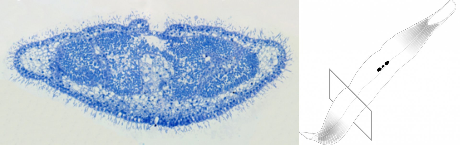 A transverse cut through a Kentrophoros ciliate stained with a colored dye, showing how the ciliate’s cell body folds around the thousands of rod-shaped bacteria to increase surface area. Source: MPIMM