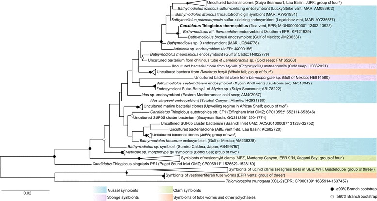 Phylogenetic tree of Candidatus Thioglobus thermophilus and related free-living and host-associated sulfur oxidizers. Phylogenetic tree of Candidatus Thioglobus thermophilus and related free-living and host-associated sulfur oxidizers.