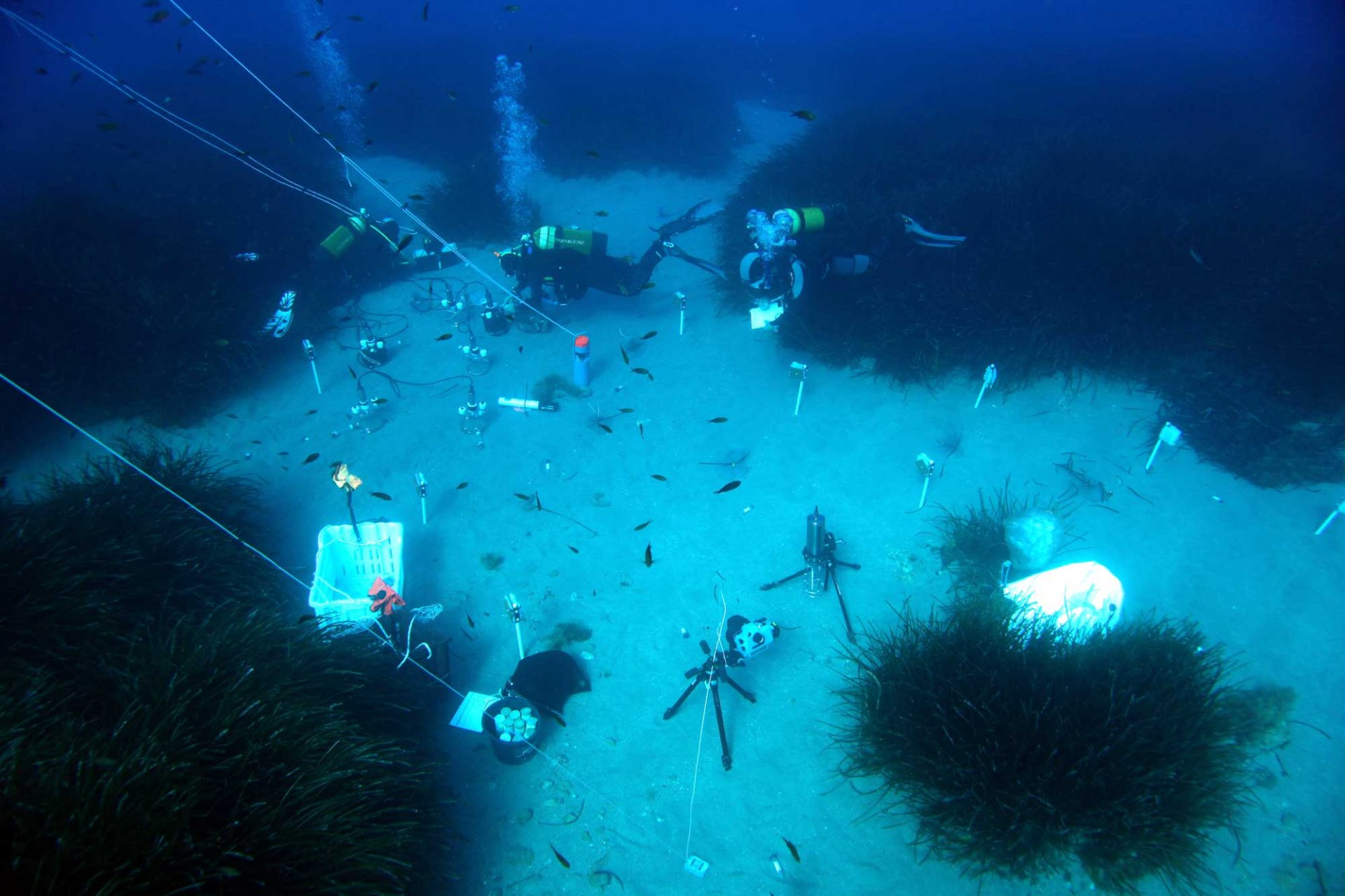 The seafloor as a natural laboratory: Divers at work.