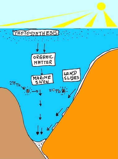 Partikel auf dem Weg nach unten. Die Sonne ist die Energiequelle für die Photosynthese in der oberen Wassersäule. Tote Zellen bilden Aggregate und sinken ab. Mit Erdrutschen kommen Sedimente von höher gelegenen Stellen in die Tiefen des Grabens. Wissenschaftler verwenden natürlich vorkommende Isotope, um diese Prozesse zu untersuchen. Partikel auf dem Weg nach unten. Die Sonne ist die Energiequelle für die Photosynthese in der oberen Wassersäule. Tote Zellen bilden Aggregate und sinken ab. Mit Erdrutschen kommen Sedimente von höher gelegenen Stellen in die Tiefen des Grabens. Wissenschaftler verwenden natürlich vorkommende Isotope, um diese Prozesse zu untersuchen.