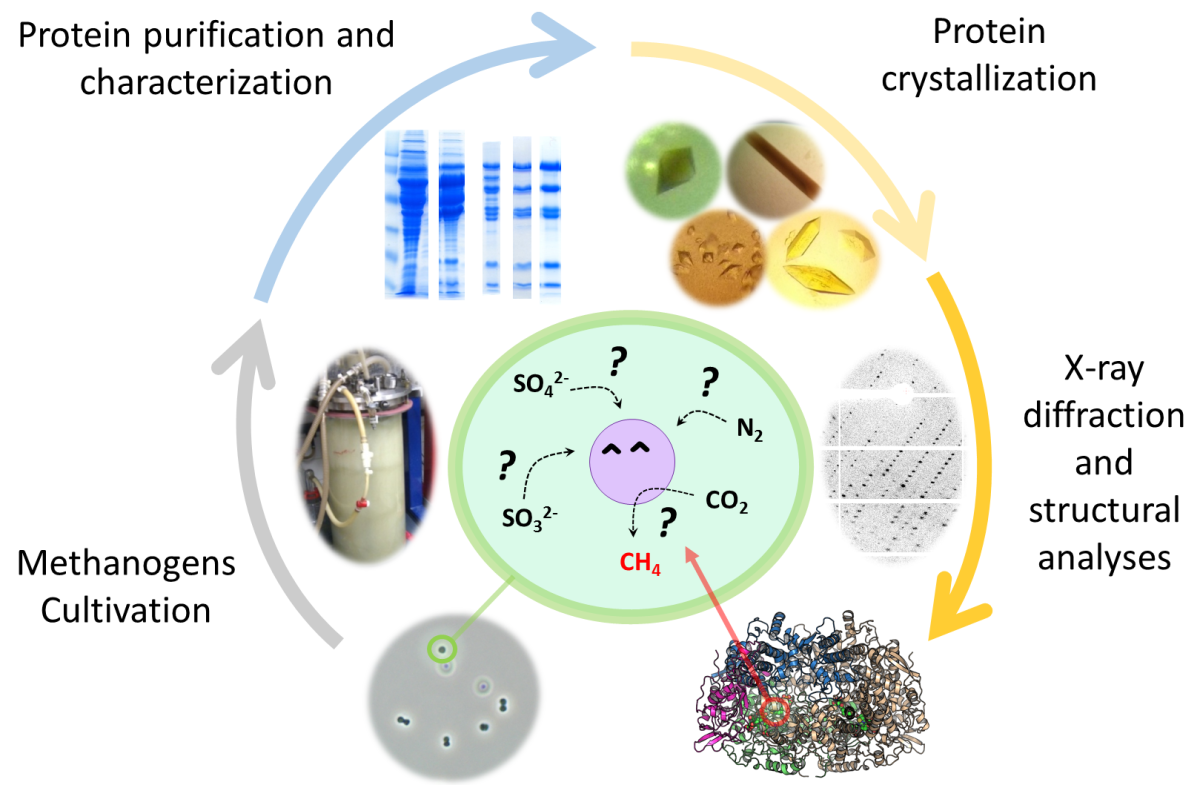 Micro-Metabolism - Flowchart (image: Tristan Wagner)