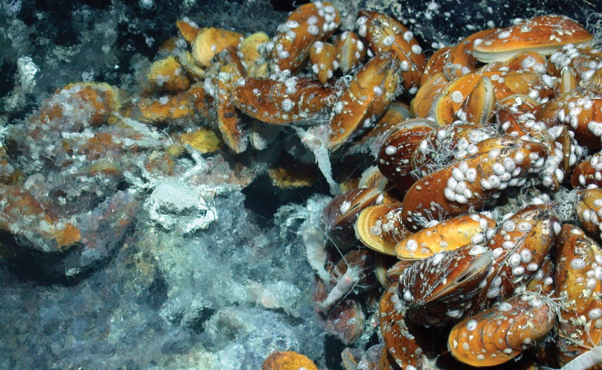 BildbeschreibungDeep-sea Bathymodiolus mussels are found worldwide at hydrothermal vents and cold seeps. The mussels live in symbiosis with beneficial bacteria that provide them with nutrition. The mussels also have a pathogenic bacterium that infects their nuclei. Intriguingly, the only cells not infected by the pathogen are those with symbiotic bacteria. (© MARUM, University of Bremen) einfügen BildbeschreibungDeep-sea Bathymodiolus mussels are found worldwide at hydrothermal vents and cold seeps. The mussels live in symbiosis with beneficial bacteria that provide them with nutrition. The mussels also have a pathogenic bacterium that infects their nuclei. Intriguingly, the only cells not infected by the pathogen are those with symbiotic bacteria. (© MARUM, University of Bremen) einfügen