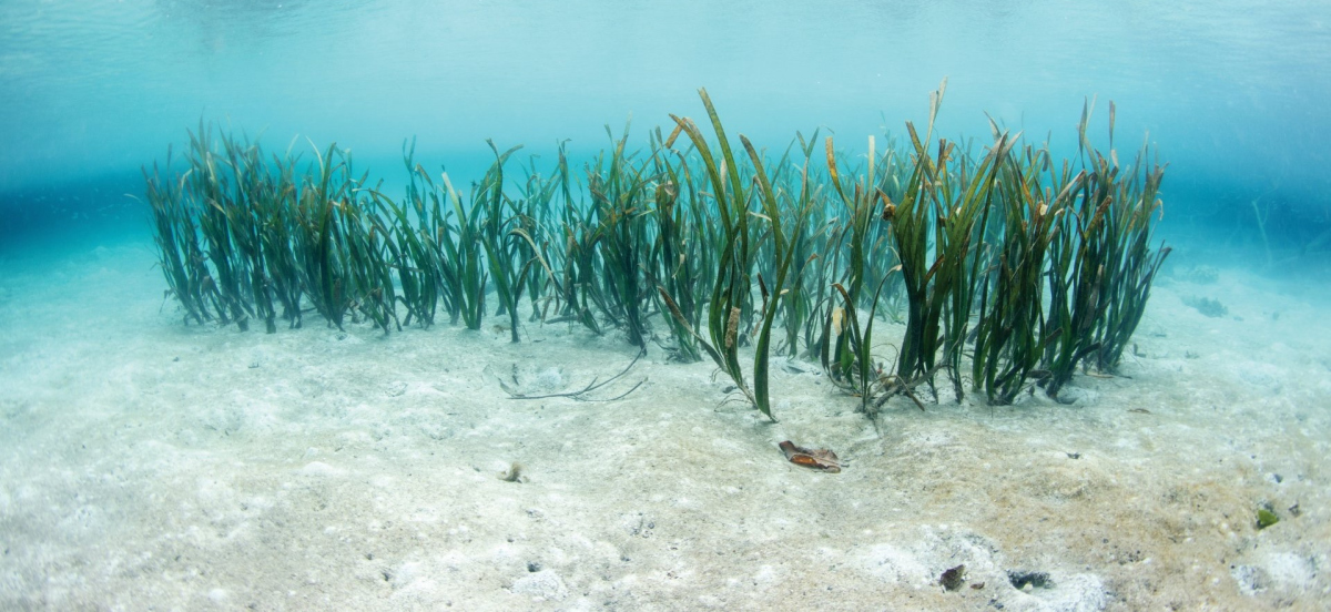 Sediment mit Seegras, Shutterstock EthanDaniels