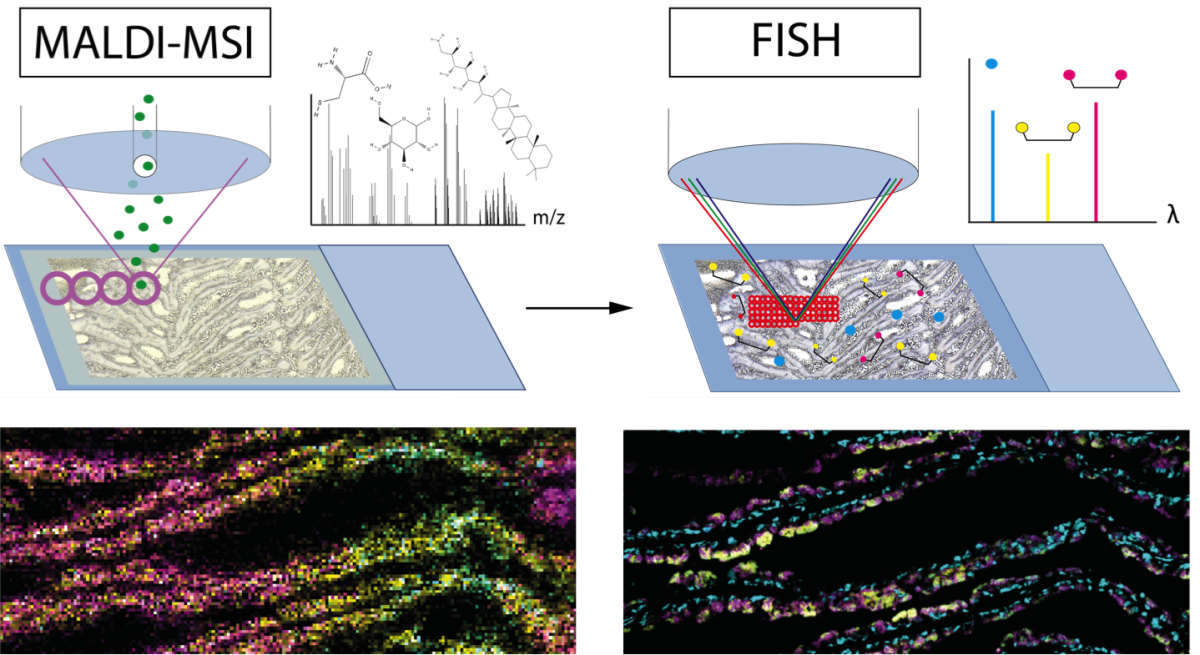 MSI (links) zeigt die räumliche Verteilung unterschiedlich gefärbter Stoffwechselprodukte, während die Fluoreszenzmarkierung (rechts) die Verteilung von Bakterienzellen und Wirtsgewebe zeigt. Die Übereinstimmung beider Bilder ermöglicht die Zuordnung von symbiotischen Partnern und deren Stoffwechselprodukten. (MPIMM/B. Geier)