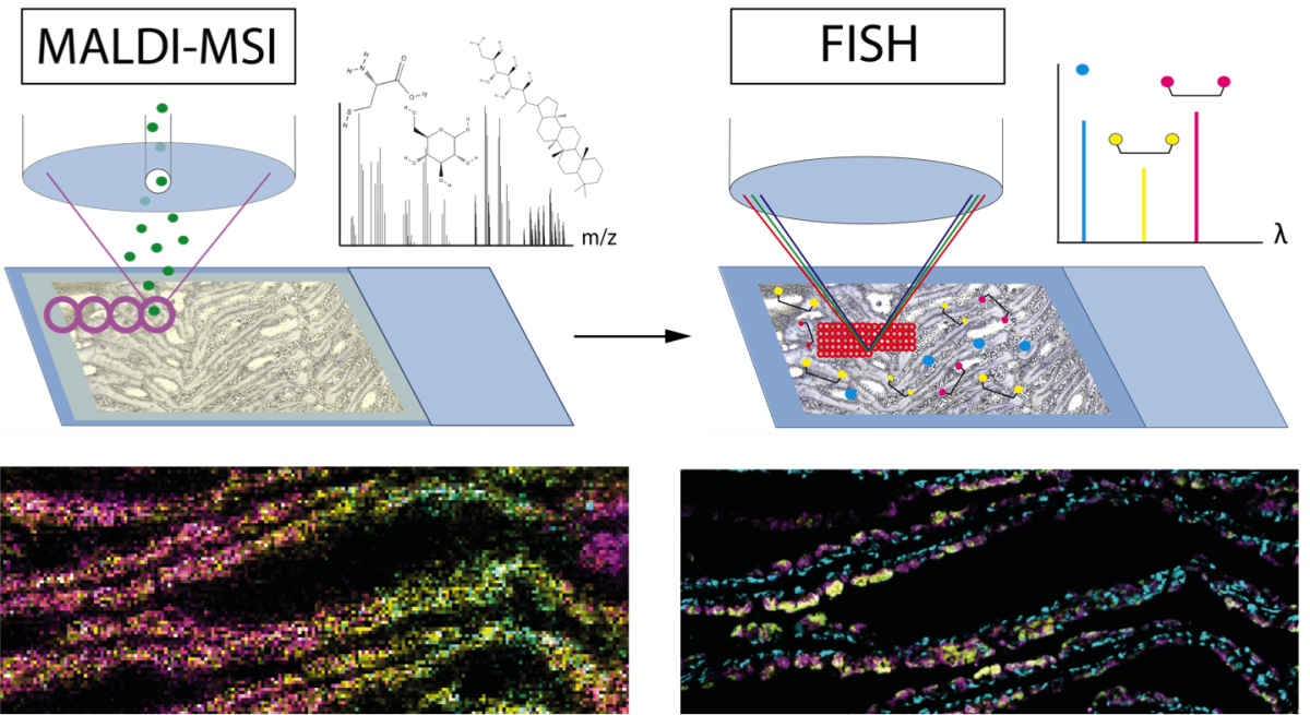 Caption: MSI (left) shows the spatial mapping of differently colored metabolite distributions, whereas fluorescent labeling (left) on the right shows the distribution of bacterial cells and host tissue. Matching both images allows the assignment of symbiotic partners and their produced metabolites. (MPIMM/B. Geier) Caption: MSI (left) shows the spatial mapping of differently colored metabolite distributions, whereas fluorescent labeling (left) on the right shows the distribution of bacterial cells and host tissue. Matching both images allows the assignment of symbiotic partners and their produced metabolites. (MPIMM/B. Geier)