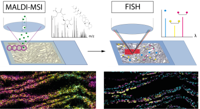 MSI (links) zeigt die räumliche Verteilung unterschiedlich gefärbter Stoffwechselprodukte, während die Fluoreszenzmarkierung (rechts) die Verteilung von Bakterienzellen und Wirtsgewebe zeigt. Die Übereinstimmung beider Bilder ermöglicht die Zuordnung von symbiotischen Partnern und deren Stoffwechselprodukten. (MPIMM/B. Geier) MSI (links) zeigt die räumliche Verteilung unterschiedlich gefärbter Stoffwechselprodukte, während die Fluoreszenzmarkierung (rechts) die Verteilung von Bakterienzellen und Wirtsgewebe zeigt. Die Übereinstimmung beider Bilder ermöglicht die Zuordnung von symbiotischen Partnern und deren Stoffwechselprodukten. (MPIMM/B. Geier)