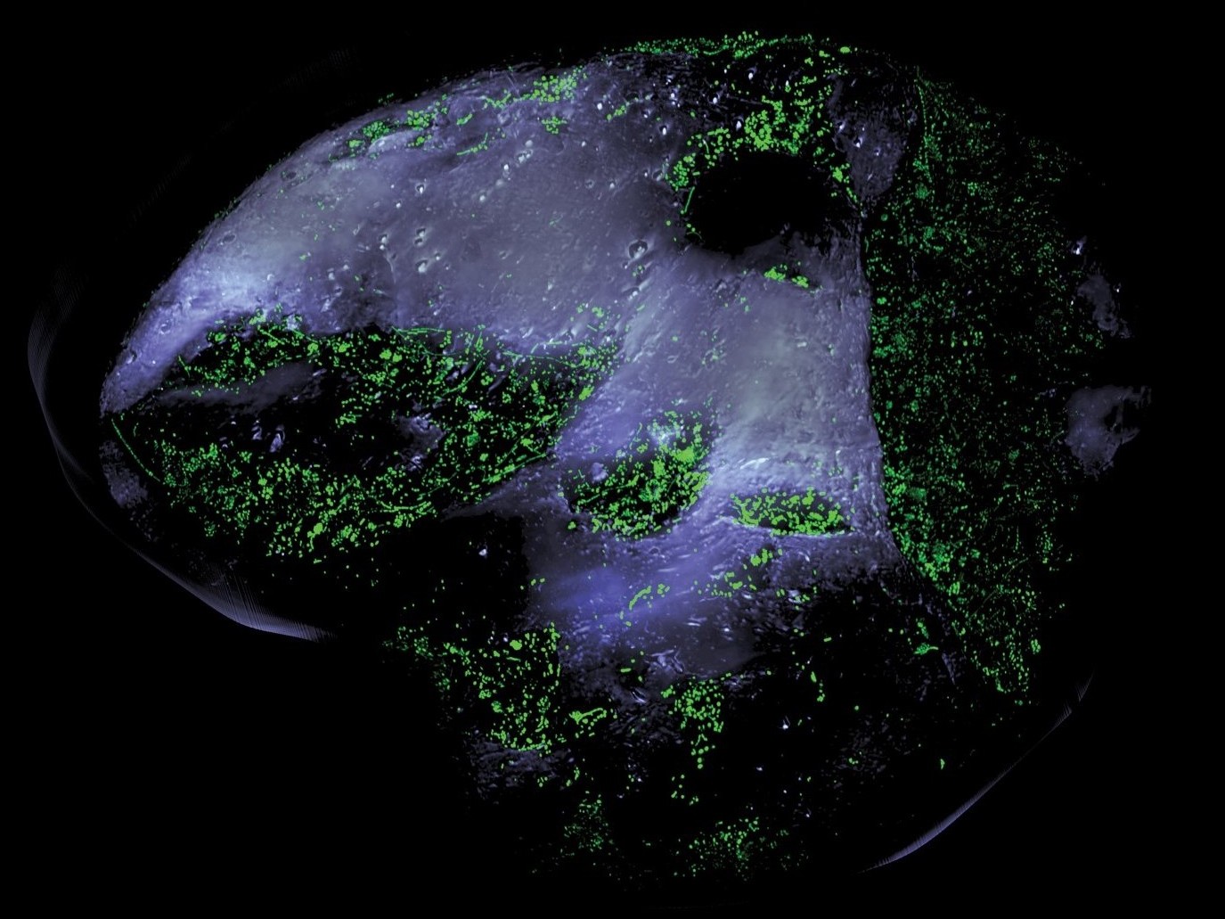 Tausende Bakterien leben auf jedem Sandkorn (in grün) (© Max-Planck-Institut für Marine Mikrobiologie Bremen, David Probandt )