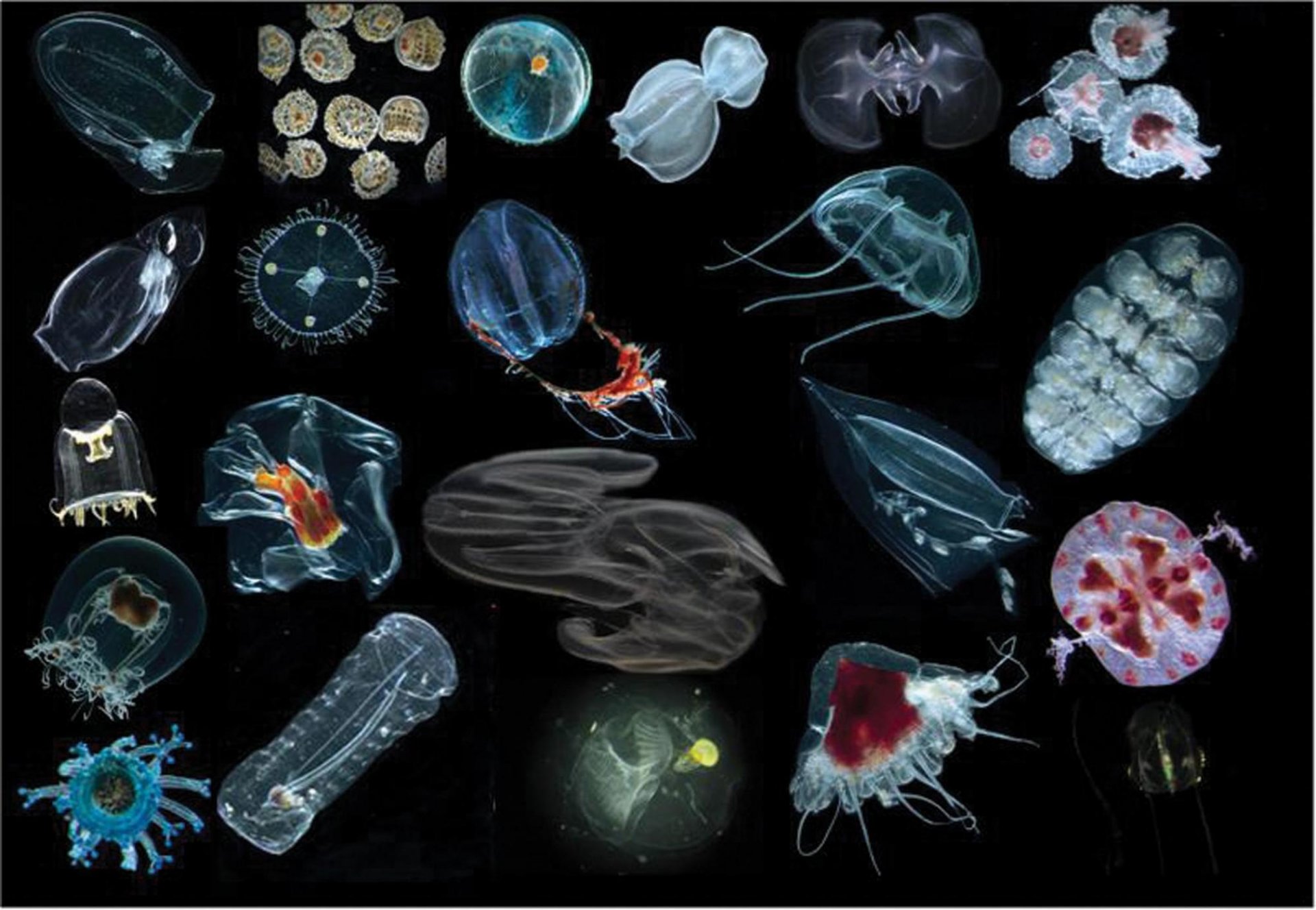 Зоопланктон уровень. Зоопланктоны ракообразные. Планктон фито зоопланктон. Зоопланктон одноклеточные. Зоопланктон Средиземного моря.