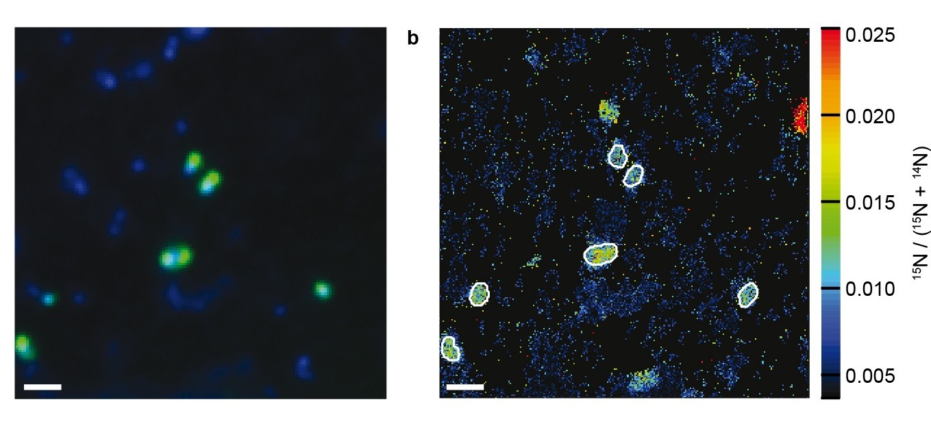 Bildlegende 1: Einzelzell-Aufnahmen von Ammoniak-oxidierenden Archaeen in der Umwelt: (a) zeigt Ammoniak-oxidierende Archaeen (grün) und andere Mikroorganismen (blau); (b) zeigt die Cyanat-Aufnahme der einzelnen Zellen. Das kann mittels NanoSIMS analysiert werden, eine Technologie, die detaillierte Einblicke in die Aktivität einzelner Zellen erlaubt. Ammoniak-oxidierende Archeen sind durch weiße Linien markiert. Die Maßstableiste zeigt 1 µm. (Copyright: Max-Planck-Institut für Marine Mikrobiologie/ K. Kitzinger)  Bildlegende 2: Die Probenahme für die vorliegende Studie erfolgte im Golf von Mexiko. (Copyright: Max-Planck-Institut für Marine Mikrobiologie/ K. Kitzinger)