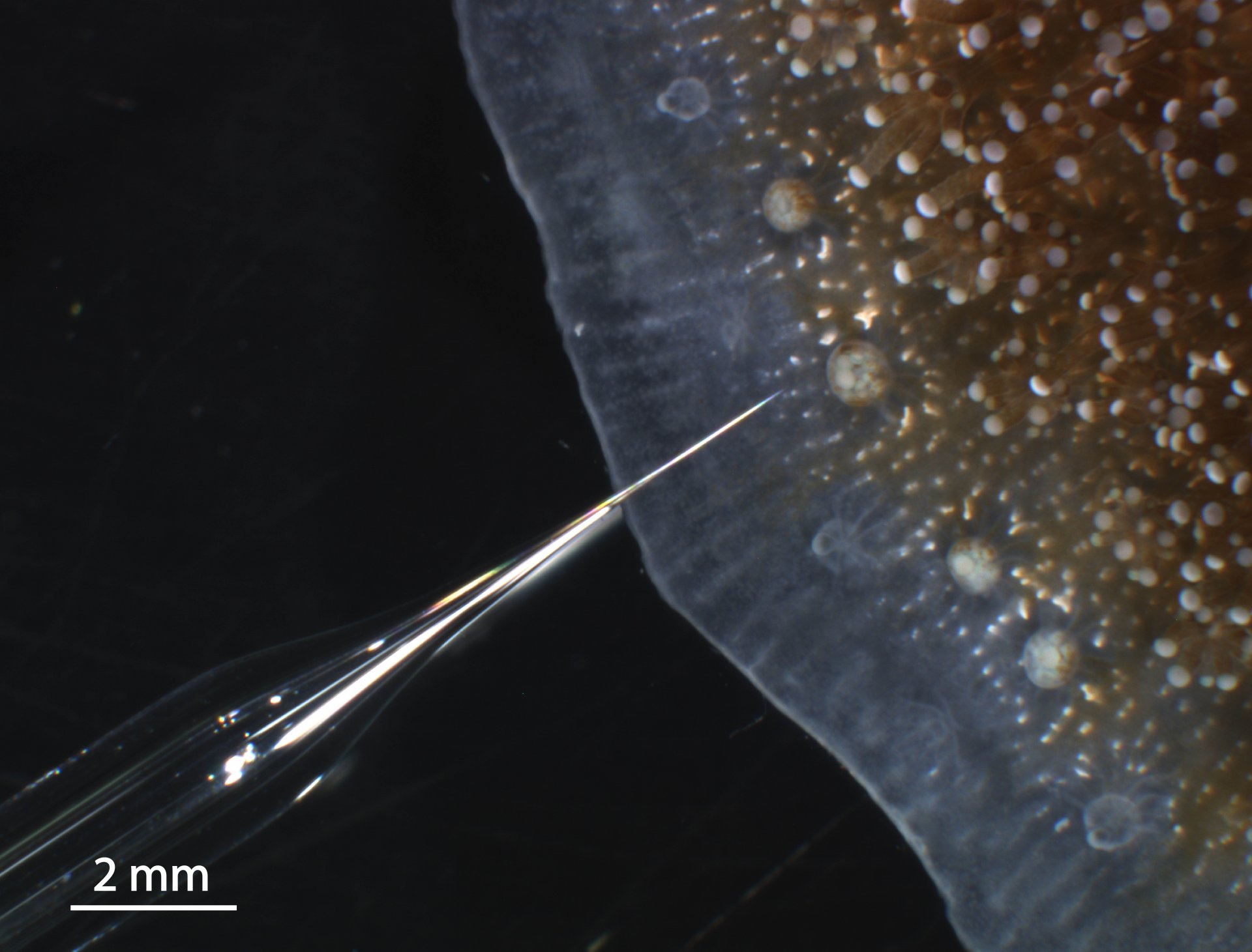 Microcolony of the coral Stylophora pistillata, also called Smooth Cauliflower Coral, with microsensor 