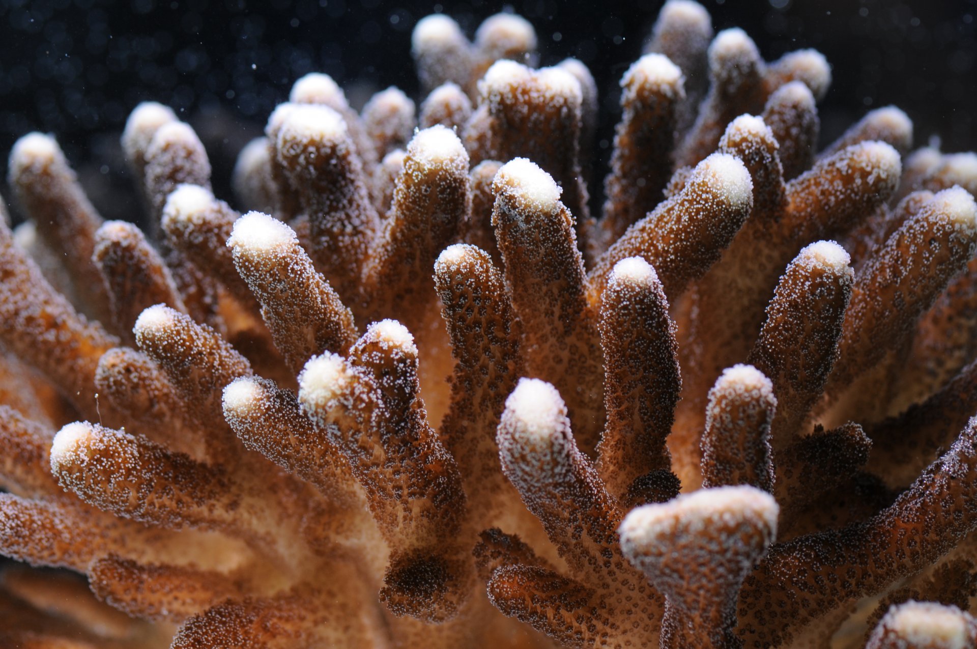 The coral Stylophora pistillata, also called Smooth Cauliflower Coral