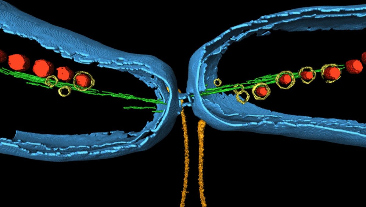 Magnetospirillum gryphiswaldense in Teilung mit Magnetitkristallen (rot) und Membranvesikeln (gelb) und dem speziellen Cytoskelett (grün) sowie Geißeln zur Fortbewegung (ocker).