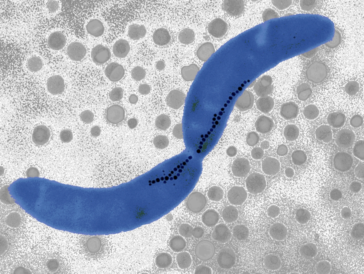 Dividing cell of Magnetospirillum gryphiswaldense with magnetite crystals (transmission electron microscope image).