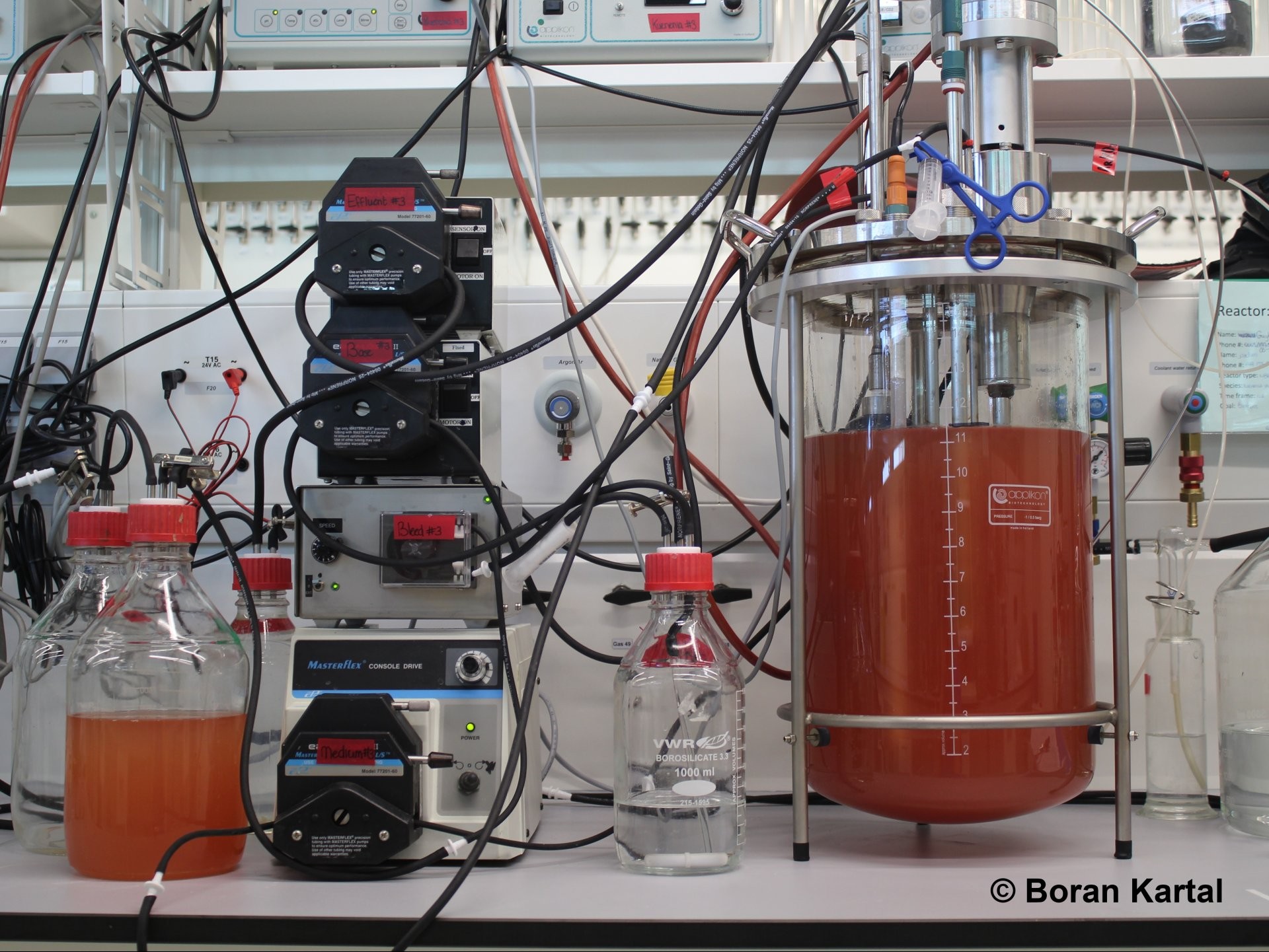 Einer der Bioreaktoren, mit denen Kartal und seine KollegInnen Zellen von K. stuttgartiensis im Labor züchteten. Die leuchtend rote Farbe entsteht durch eisenhaltige Cytochrom-C-Proteine in den Zellen. Anammox-Bakterien sind mit diesen Proteinen voll gepackt. Dazu gehören auch die Enzyme, die wichtige Reaktionen des Anammox-Prozesses durchführen und die Zellen auffällig rot färben. © Boran Kartal