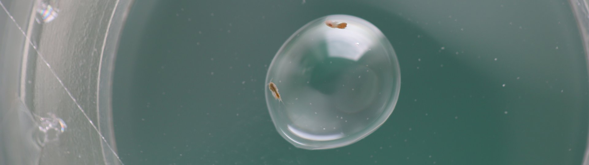 Die Welt in einem Wassertropfen - hier mit Marinem Zooplankton