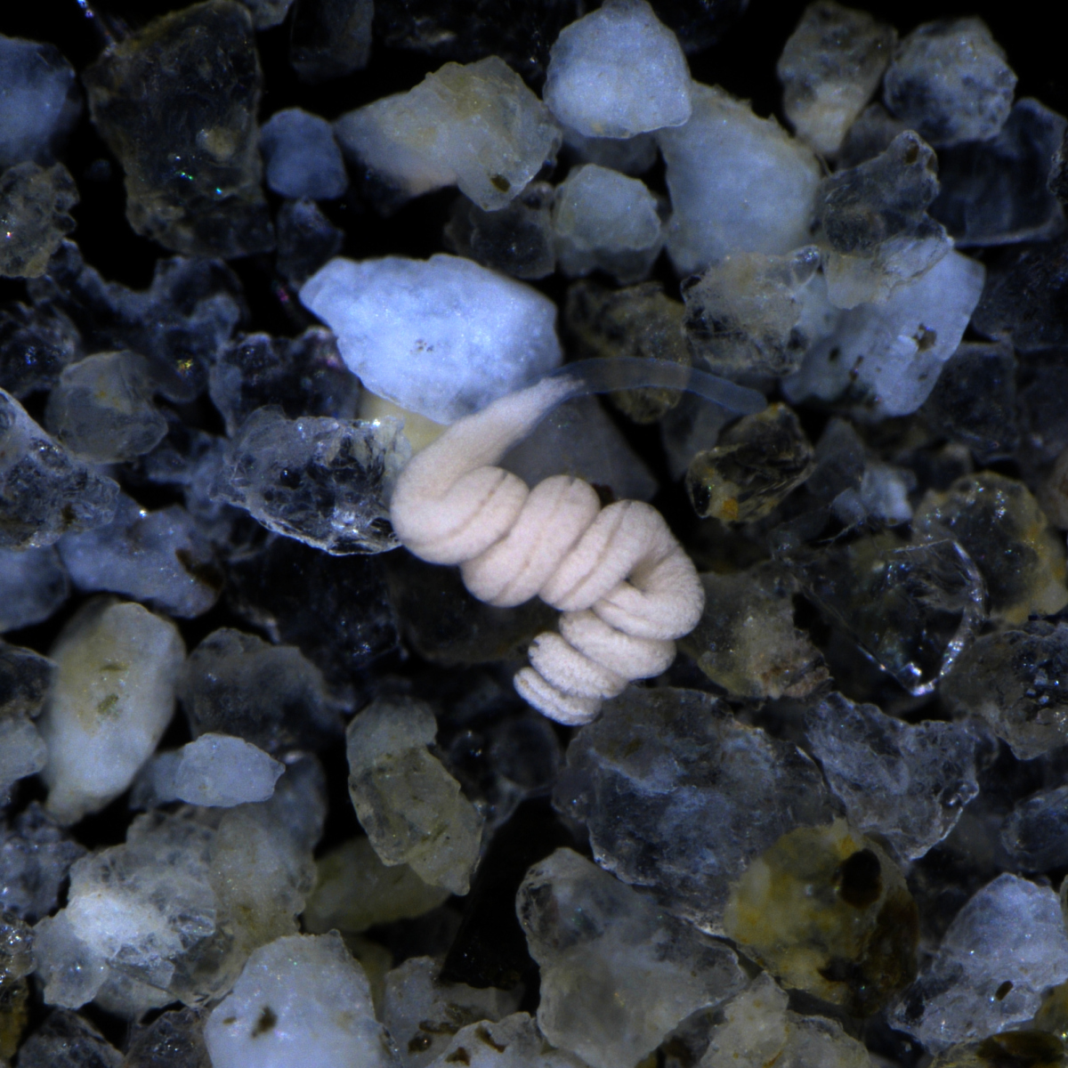 Paracatenula is a marine flatworm that inhabits the sediments of warm regions. It can be found all around the globe in sheltered sandy habitats, for example in seagrass meadows, coral reefs or mangroves. The white coloration of Paracatenula is due to its bacterial symbionts that carry a variety of storage substances. © Oliver Jäckle/Max Planck Institute for Marine Microbiology