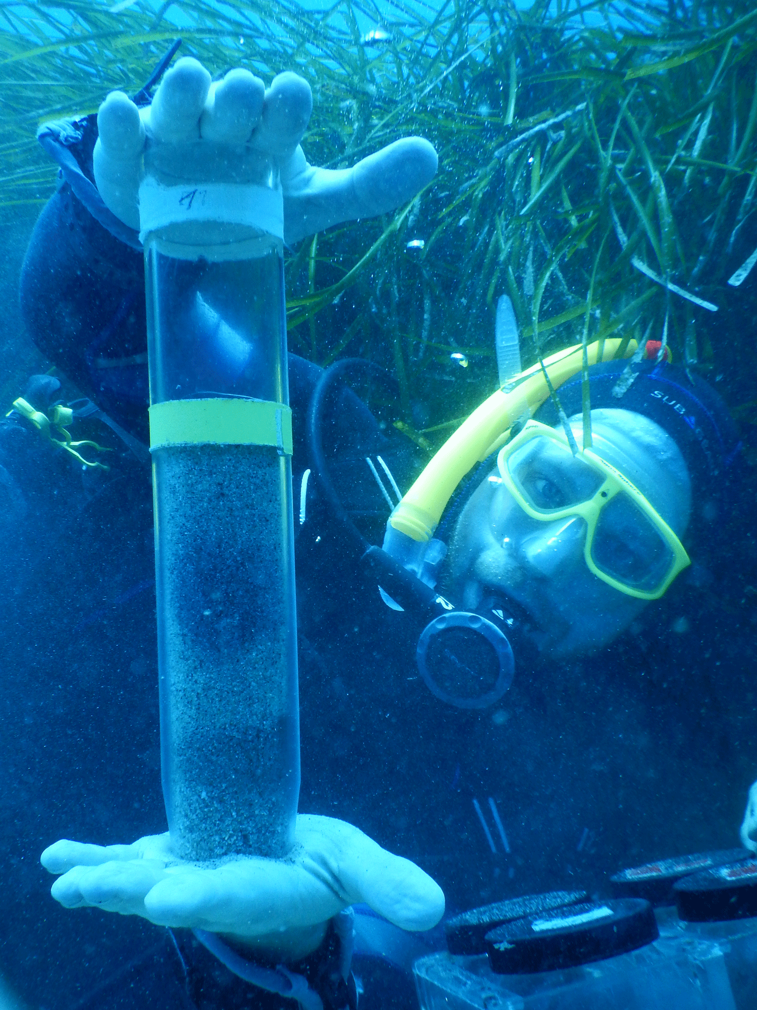 Harald Gruber-Vodicka vom Bremer Max-Planck-Institut bei der Feldarbeit. In Seegraswiesen vor der Mittelmeerinsel Elba sammelten die ForscherInnen solche sogenannten Sedimentkerne – Proben des Meeresbodens, in dem Paracatenula mit seinen bakteriellen Untermietern wohnt. © Manuel Kleiner