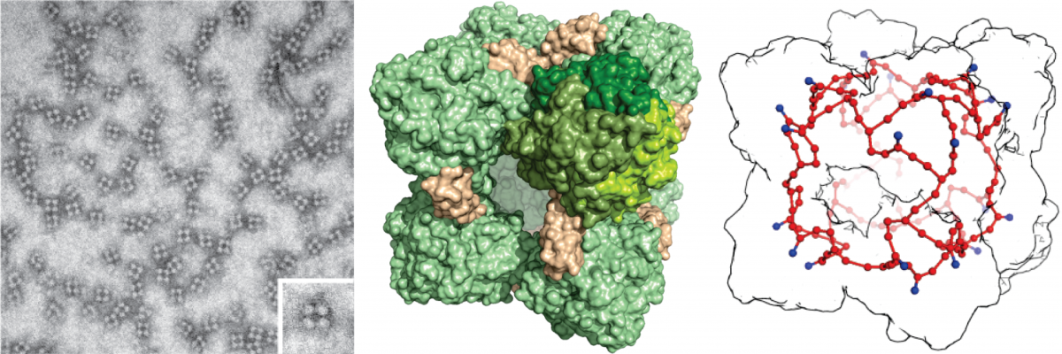 Different depictions of the HDH complex (Left: under the electron microscope; middle:  crystal structure of HDH; right: Heme group wiring depicted in red. (© Akram et al., Sci. Adv. 2019;5:eaav4310; 17 April 2019)