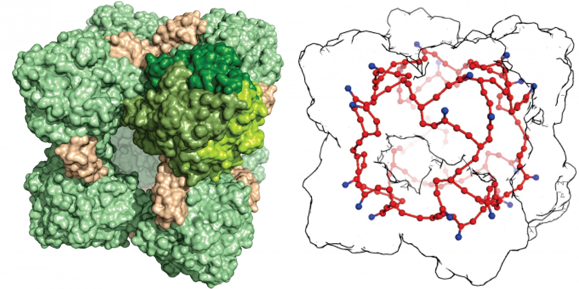 Verschiedene Darstellungen des HDH-Komplexes (links: unter dem Elektronenmikroskop; Mitte: Kristallstruktur von HDH; rechts: Hämgruppenverdrahtung in rot dargestellt), (© Akram et al., Sci. Adv. 2019;5:eaav4310; 17 April 2019)
