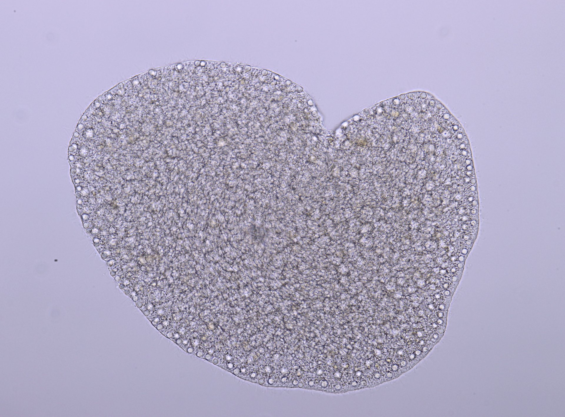 Sieht aus wie ein Kartoffelchip: Trichoplax unter dem Mikroskop. (© Harald Gruber-Vodicka / Max-Planck-Institut für Marine Mikrobiologie)